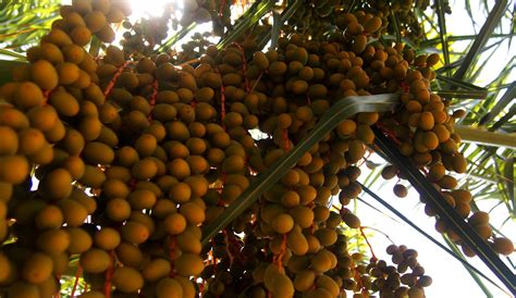 Palm Tree Fruit Flickr Photo Sharing