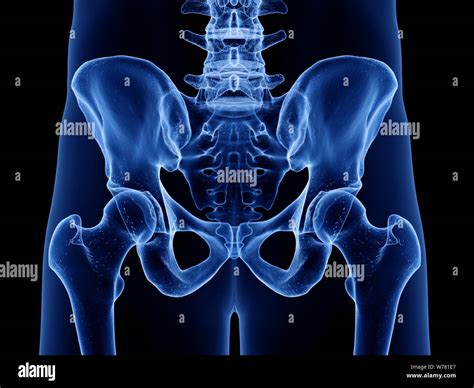 3d Rendered Medically Accurate Illustration Of The Skeletal Hip Stock