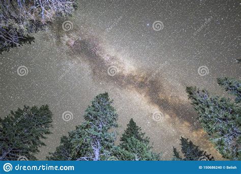Pine Trees Silhouette Milky Way Night Sky Stock Photo Image Of