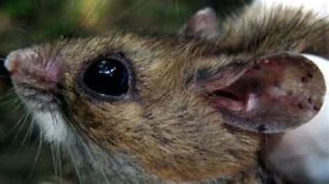 Species Loss Spreads Infectious Disease Cbc News