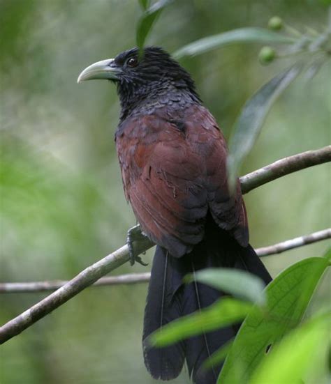Sri Lankan Endemic Birds Lanka Bata Etikukula The Green Billed