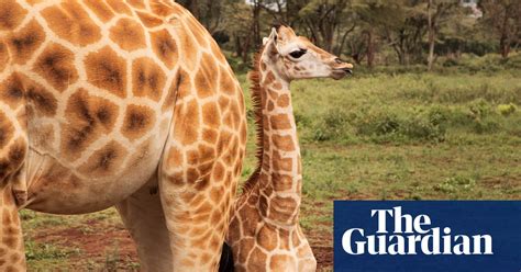 Dining With Giraffes At Kenyan Manor Hotel In Pictures Environment