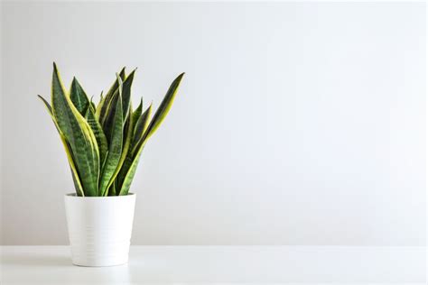 5 Unkillable Houseplants For The Lazy Gardener Air Cleaning Plants