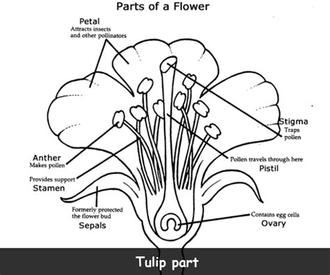 Tulip Facts For Kids
