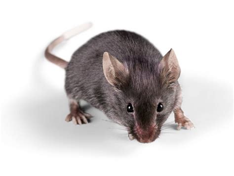 Mice Rats And Voles