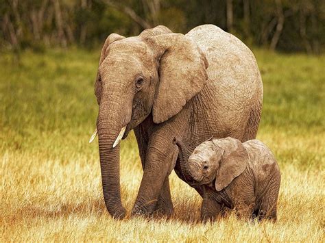 30 Cute Animals Elephant Wallpaper Koleksi Spesial