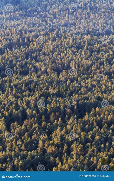 Aerial View Of Coniferous Forest During Golden Hour Stock Photo Image