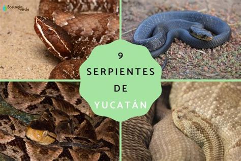 Serpientes De Yucat N Descubre Sus Nombres Y Fotos