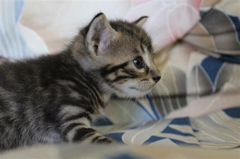 Wedding World Cute Tabby Kitten Names