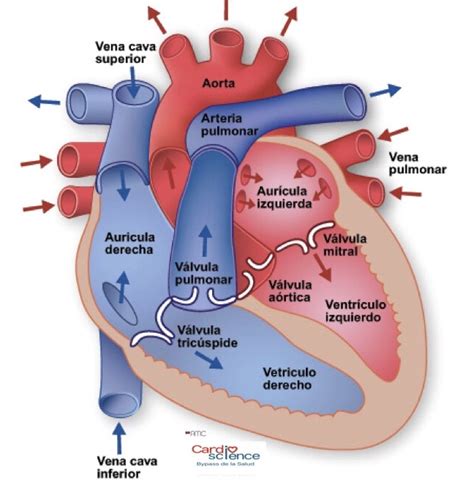 Img 1 3 Cámaras O Cavidades Cardiacas Cardio Science