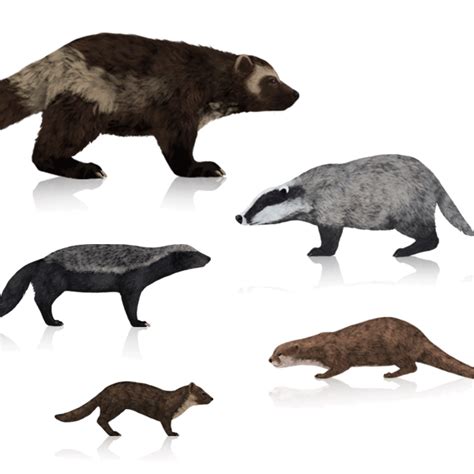 How To Draw Wolverines Badgers Otters And Marten By Monikazagrobelna