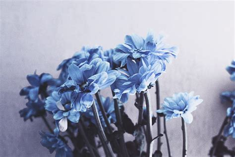 Shallow Focus Graphy Of Blue Flowers Hd Wallpaper Peakpx