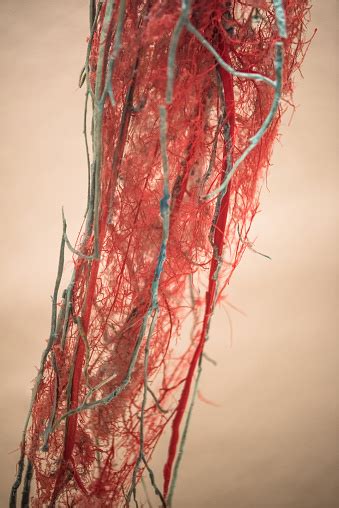 Arm Blood Vessels Labeled Our Blood Vessels Are Not One Long Tube But
