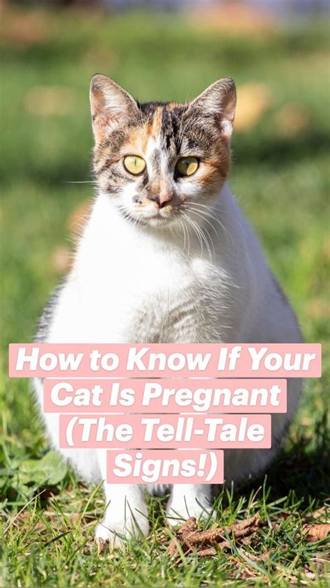 How To Know If Your Cat Is Pregnant The Tell Tale Signs Cat Health