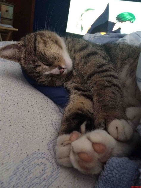 My Cat Wumbles Loves To Hold His Feet When He Sleeps Cute Cats Hq