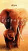 The Elephant Queen (2019) 4K FullHD - WatchSoMuch