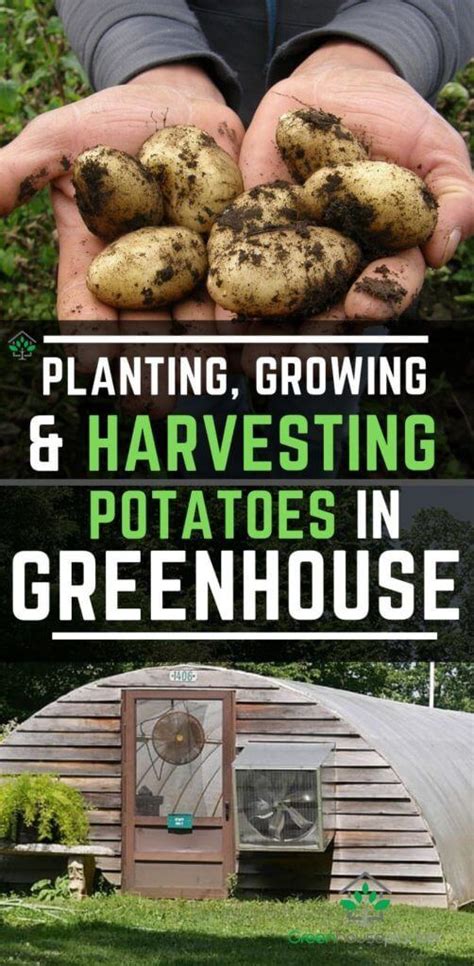 How To Grow Potatoes In Greenhouse Greenhouse Potatoes Guide