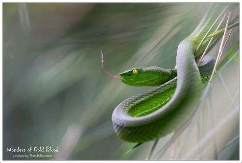 Trimeresurus Gumprechti Gumprechts Pit Viper Phu Hin Rong Flickr