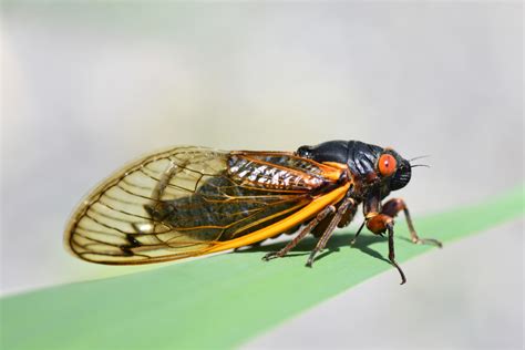 How to get rid of cicada killers. Periodical Cicadas: The Plague and the Puzzle - Youngstown ...