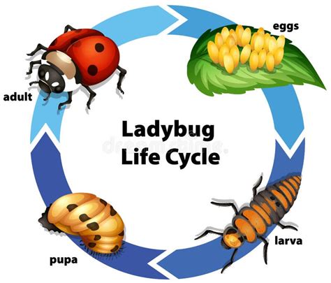 Abbildung Des Lebenszyklus Von Ladybug Vektor Abbildung Illustration