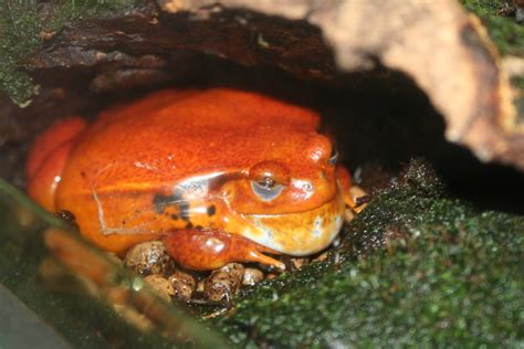 Tomato Frog Manchester Museum 21092010 Zoochat