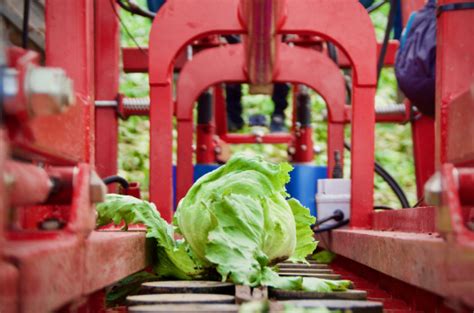Robots As Helpers Within The Lettuce Harvest Venzux