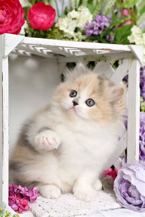Look at pictures of persian kittens who need a home. Fairytale - Pastel Calico Dilute Calico Persian Kitten for ...