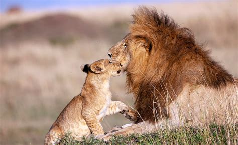 Majestic Lion Hugs Cub Adorably Recreating Lion King