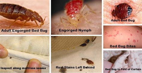 bed bugs types facts and how to identify bed bug trea