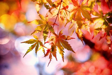 1920x1080 1920x1080 Leaves Blur Twigs Bokeh Autumn