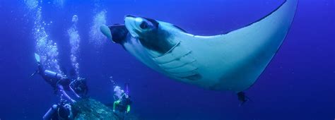 Manta Ray Night Dive With Konas Gentle Giants Big