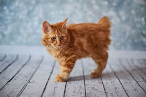 American Bobtail Large Cat Breeds Dogs And Cats Wallpaper