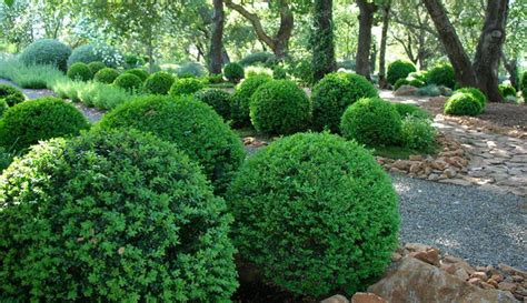 Theres A Boxwood For Every Garden Americas Favorite Shrub
