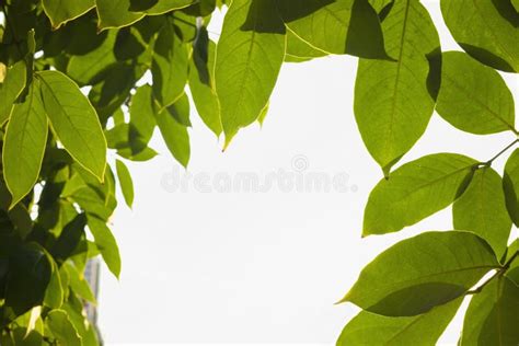Texture Background Of Green Leaves Isolated On White Stock Photo