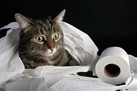 My Cat Has Diarrhea Whats Causing It And How To Help Catgazette