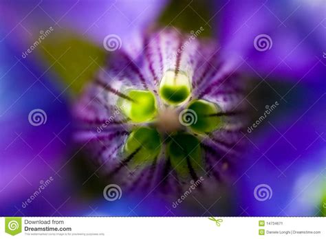 Abstract Violet Flower Macro Stock Image Image Of Flower Colorful