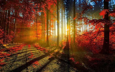 Hd Wallpaper Autumn Rays Nature Trees Light Forests Wallpaper Flare