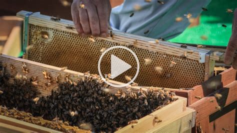 Tokyo Honey A Role For Urban Bees Our World