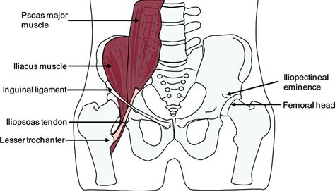 The gluteus medius, gluteus minimus, piriformis, tensor fasciae latae on the outside. More psoas anatomy | Tendon, Santé