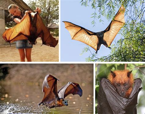 Giant Golden Crowned Flying Fox Bat Is One Of The Worlds Largest Bats