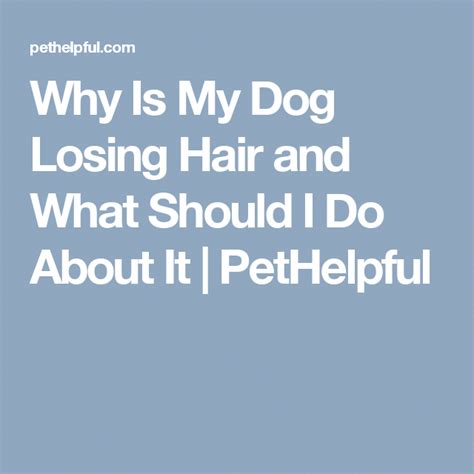 Stop Balding Stopbalding Dog Losing Hair Lost Hair Dog Hair Loss