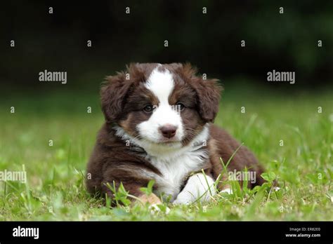 Miniature Australian Shepherd Puppy Stock Photo Alamy