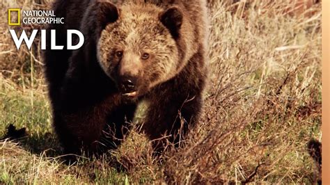 Grizzly Bears The Fierce Predator Of The North Nat Geo Wild Youtube
