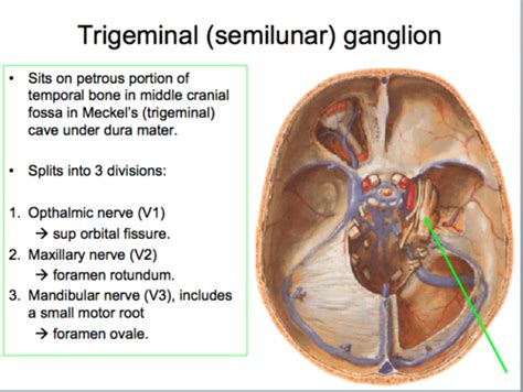Overview Of Cn 5 Trigeminal Nerve Flashcards Quizlet