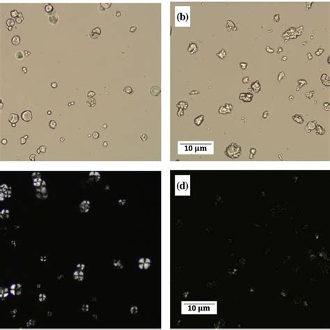 Microscopy Images Of Tapioca Starch In A Silicone Dispersion With And