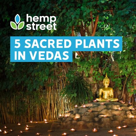 5 Sacred Plants In Vedas Hempstreet