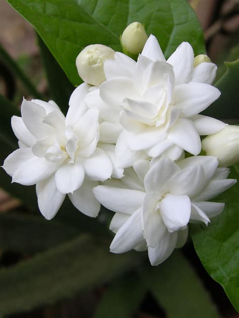 Maid Of Orleans Sacred Jasmine Plant Jasminum Sambac Urban Tropicals