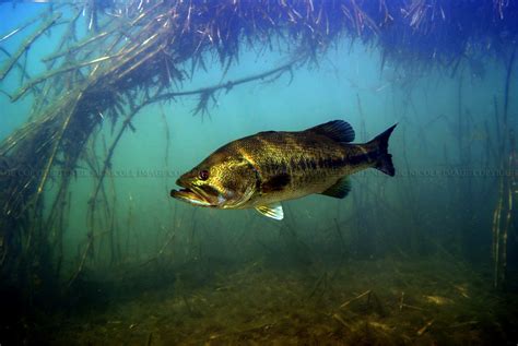 Largemouth Bass Underwater Amazing Wallpapers
