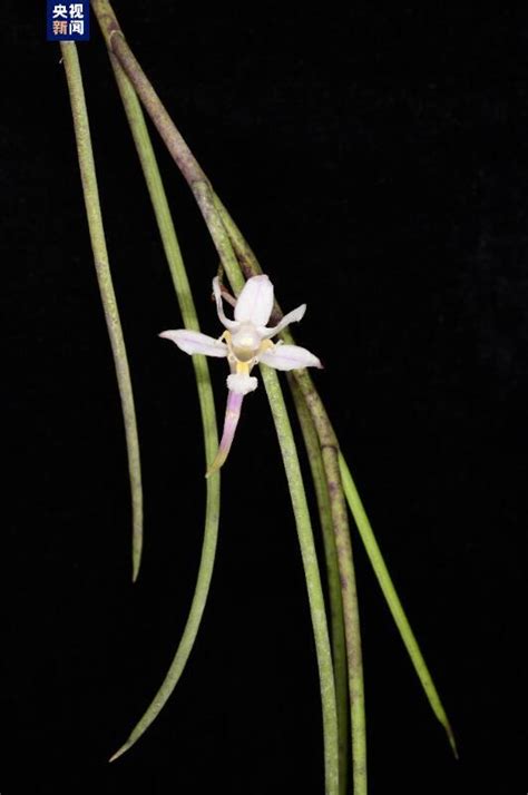 Six New Orchid Species Found In Sw China Cgtn