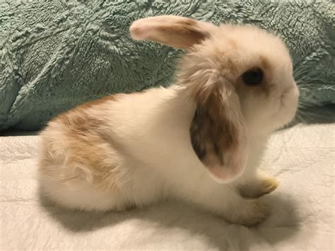 Holland Lop Rabbits For Sale Hermitage Tn 300836